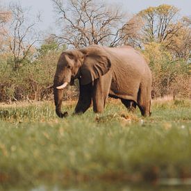 Mannelijke olifanten voeden zich in de Okavango Delta" van Geke Woudstra