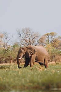 L'alimentation des éléphants mâles dans le delta de l'Okavango&quot ;