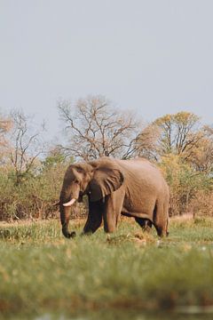 Mannelijke olifanten voeden zich in de Okavango Delta" van Geke Woudstra