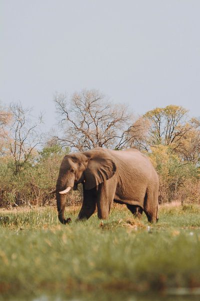 Male Elephant Feeding in the Okavango Delta" by Geke Woudstra