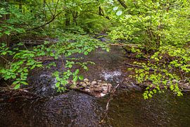 Landschap in de Mistdoorbraakvallei tussen Serrahn en Kuchelmi van Rico Ködder