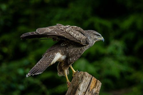 buizerd