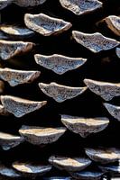 ein Tannenzapfen in der Nähe von Makro