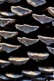 ein Tannenzapfen in der Nähe von Makro von foto by rob spruit