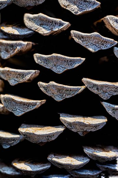 une pomme de pin près de la macro par foto by rob spruit