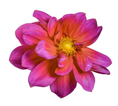 Macro van een dahlia bloem op een witte achtergrond