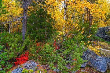 Autumn in Swedish Lapland