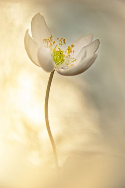 Wood anemone by Mieke Geurts-Korsten