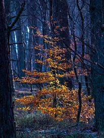 Colourful tree in a dark forest by Daniëlle Langelaar Photography