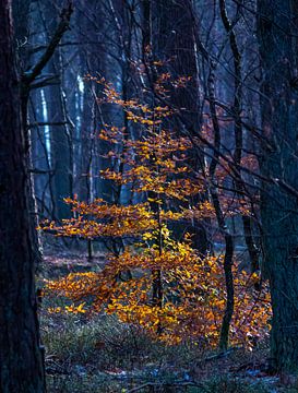 Kleurrijke boom in een donker bos van Daniëlle Langelaar Photography