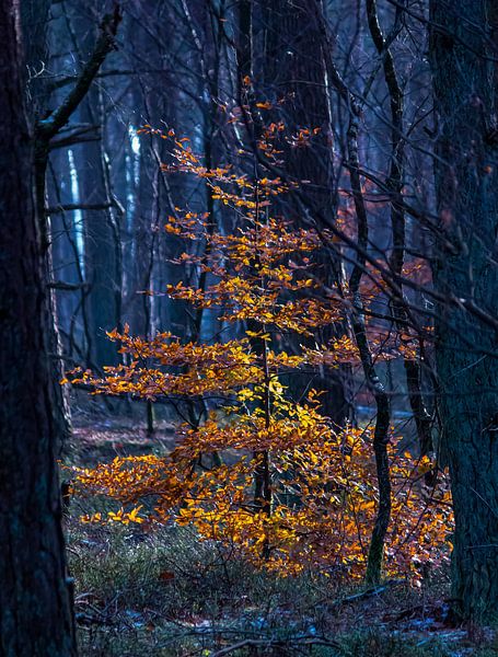 Colourful tree in a dark forest by Daniëlle Langelaar Photography