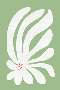 Fleur de chrysanthème blanc