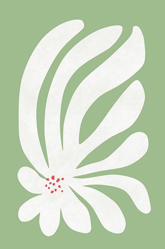 Fleur de chrysanthème blanc