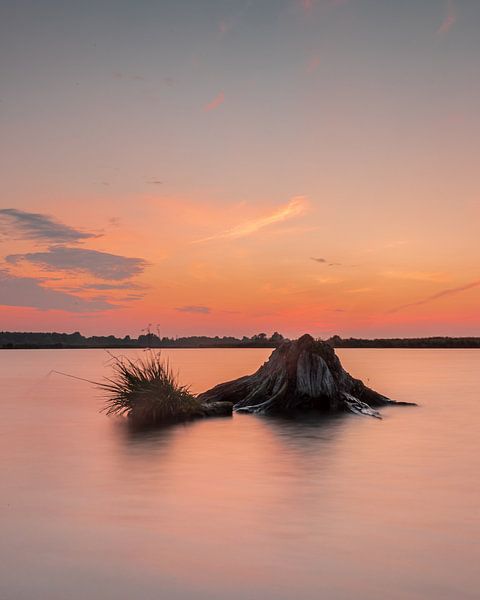 De stronk van Wesley Kole