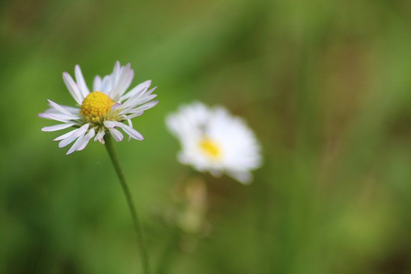 Daisy von Shirley Douwstra