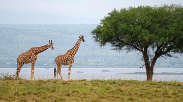 Red shield giraffe (Giraffa camelopardalis) by Alexander Ludwig