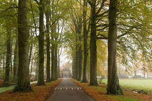 Spanderswoud op een mistige herfstdag