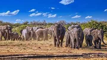 Kudde olifanten, Etosha Namibië