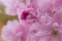 Japanese cherry