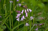 Roze hyacinthen in the bos van Kristof Lauwers thumbnail