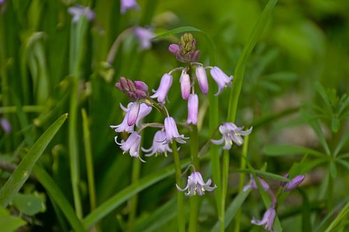 Roze hyacinthen in the bos