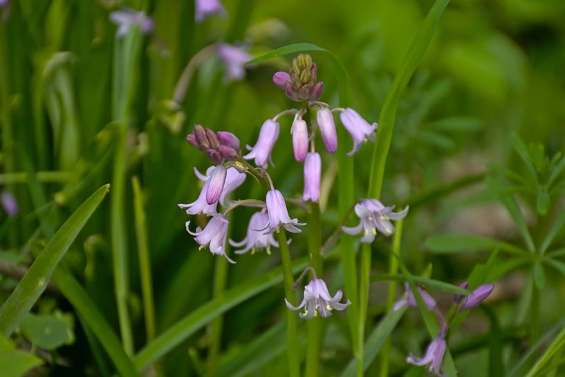 Roze hyacinthen in the bos van Kristof Lauwers