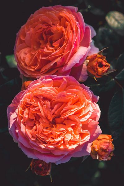 Rosenblüte von Steffen Gierok