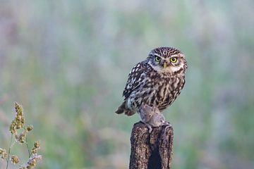 Little Owl, (Athene noctua). by Gert Hilbink