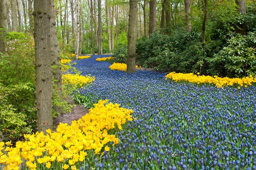 Muscari rivier in de Keukenhof van Tamara Witjes