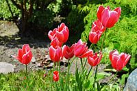 Tulpen in zonneschijn