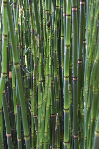 Bamboe in close-up