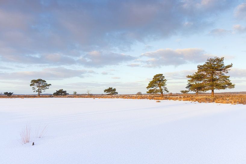 Dwingelderveld (Niederlande - Drenthe) von Marcel Kerdijk