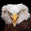 Screaming eagle by gea strucks