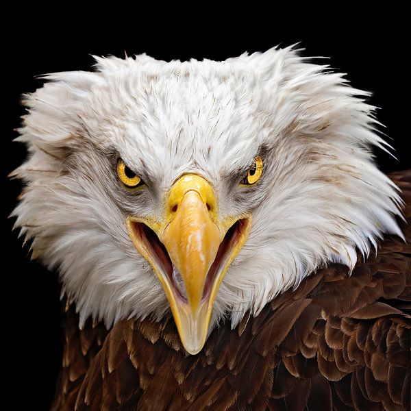 Rauschender Adler von gea strucks