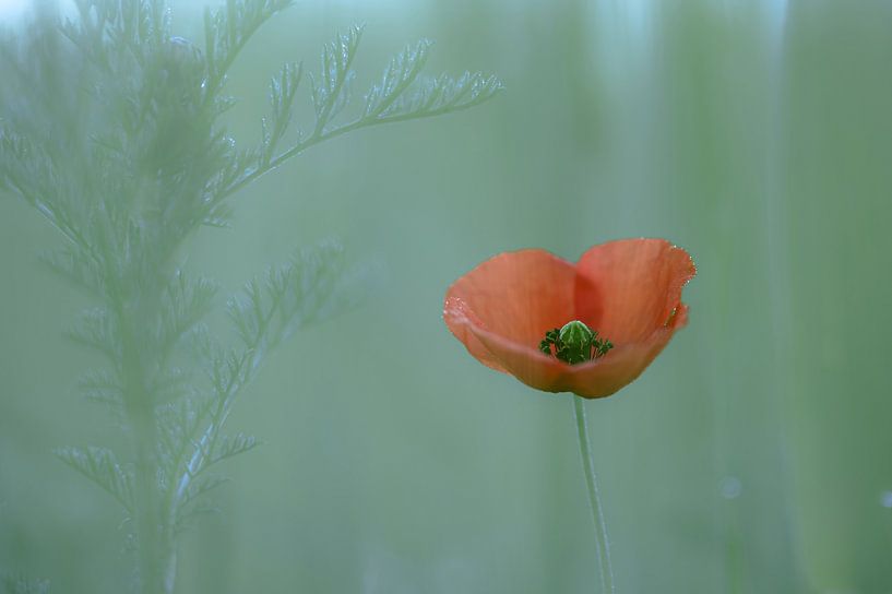 Leersum field part 34 by Tania Perneel