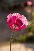 roze klaproos