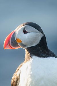 Papageientaucher-Porträt | Reisefotografie-Druck | Island