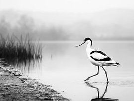 The Silent Step | Where Bird and Mist Converge