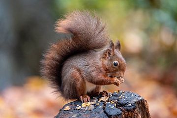 Eichhörnchen knabbert an einer Nuss. von Janny Beimers