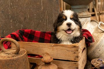 Berner Welpe von Bob de Bruin