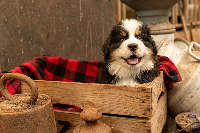 Le mec de Berner Pup par Bob de Bruin