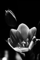 Pink tulip