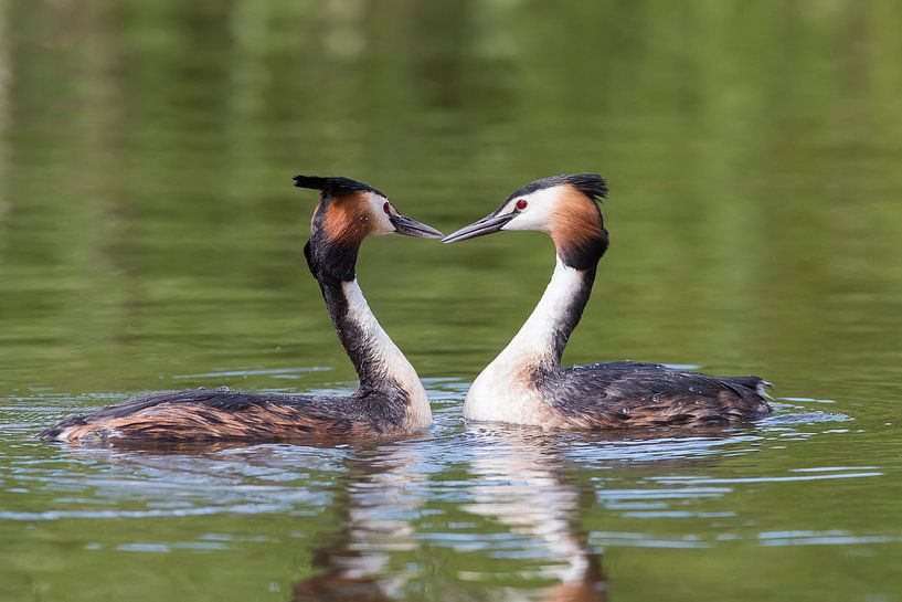 Love is in the air! van Roel Ovinge