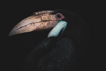 Femelle - Portrait Oiseau annuel commun sur Elena ten Brink | FocusOnElena