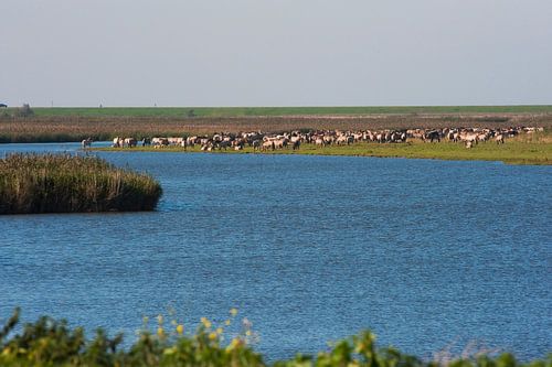 Oostvaardersplassen met de Paardenkudde nog in z,n geheel aan het Water.