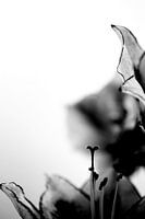 Pilon en forme de cœur amarylis noir et blanc high key