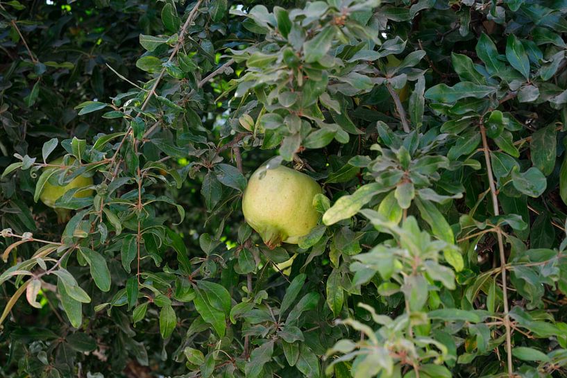 Pomegranate on tree by de-nue-pic