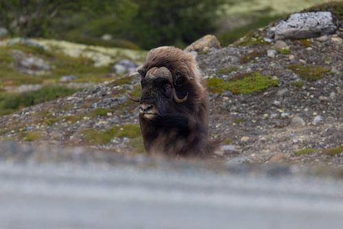 Moschusochse im Dovrefjell – Urgewalt der norwegischen Wildnis von Runawayphill