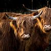 Tweelingen - twee Schotse Hooglanders van Koen Boelrijk Photography