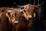 Tweelingen - twee Schotse Hooglanders van Koen Boelrijk Photography thumbnail